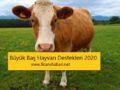 büyük baş destek